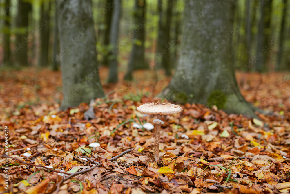 Natural autumn background in the forest with small mushroom