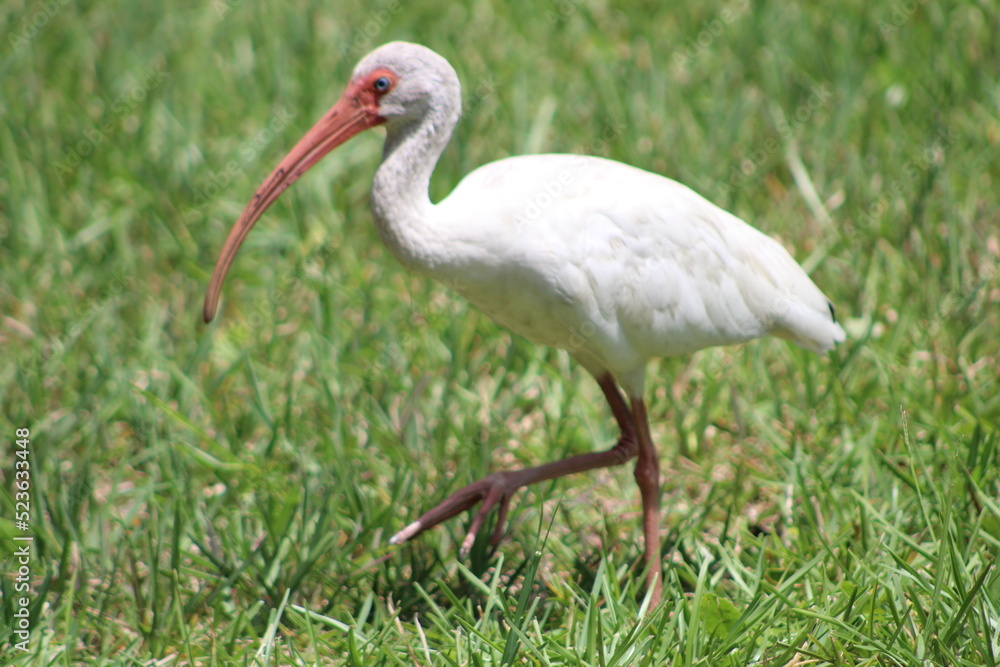 Fototapeta premium A look at an American White Ibis 