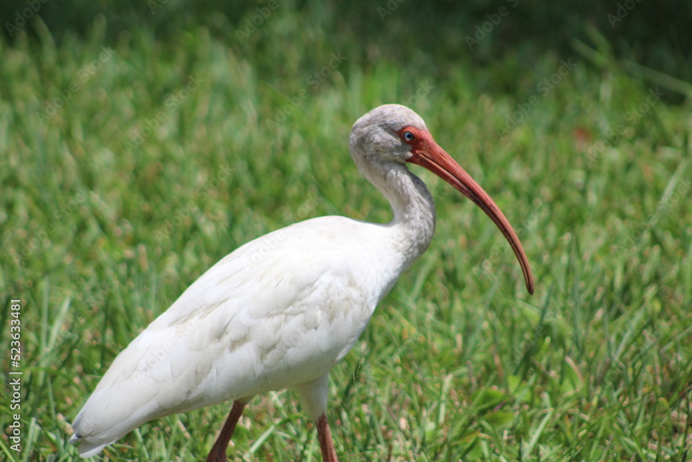 Fototapeta premium A look at an American White Ibis 