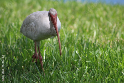 A look at an American White Ibis 