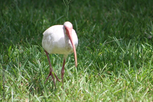 A look at an American White Ibis 