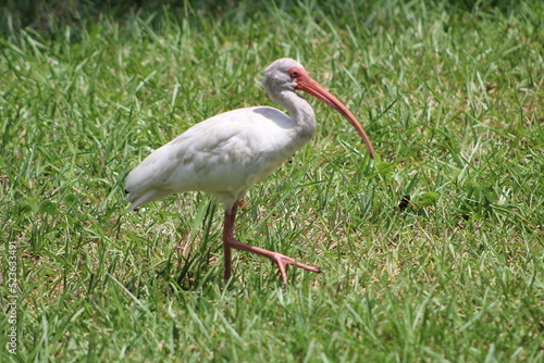 A look at an American White Ibis 