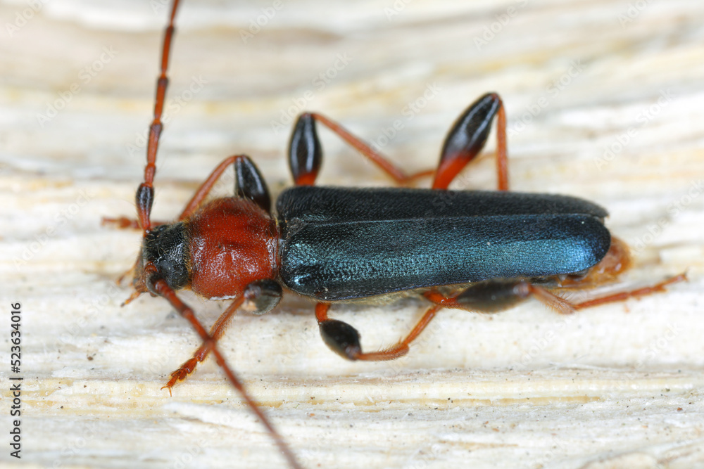Tanbark Borer - Violet Tanbark Beetle (Phymatodes testaceus) - violet form - Bark and wood borer insect. Tanbark Borer - Violet Tanbark Beetle (Phymatodes testaceus) - violet form - Bark and wood borer insect.