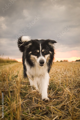 border collie is going in the field in the nature, in mountain in czech republic. She is very happy.