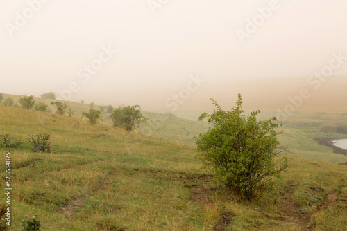 Hilly foggy landscape with wild rose bushes