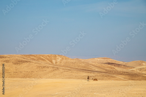 camels in the desert © David Delgado