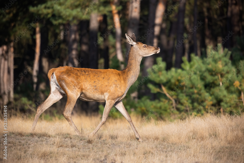 Cautious red deer, cervus elaphus, walking in national park in Netherlands. Hind in motion on dry field in autumn. Female mammal moving on grassland in Hoge Veluwe. Cautious red deer, cervus elaphus, walking in national park in Netherlands. Hind in motion on dry field in autumn. Female mammal moving on grassland in Hoge Veluwe.