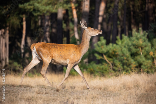 Cautious red deer  cervus elaphus  walking in national park in Netherlands. Hind in motion on dry field in autumn. Female mammal moving on grassland in Hoge Veluwe.