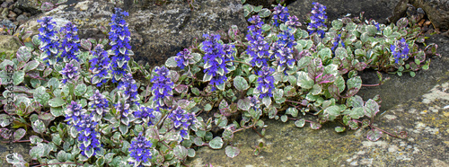 Ajuga repens in full bloom