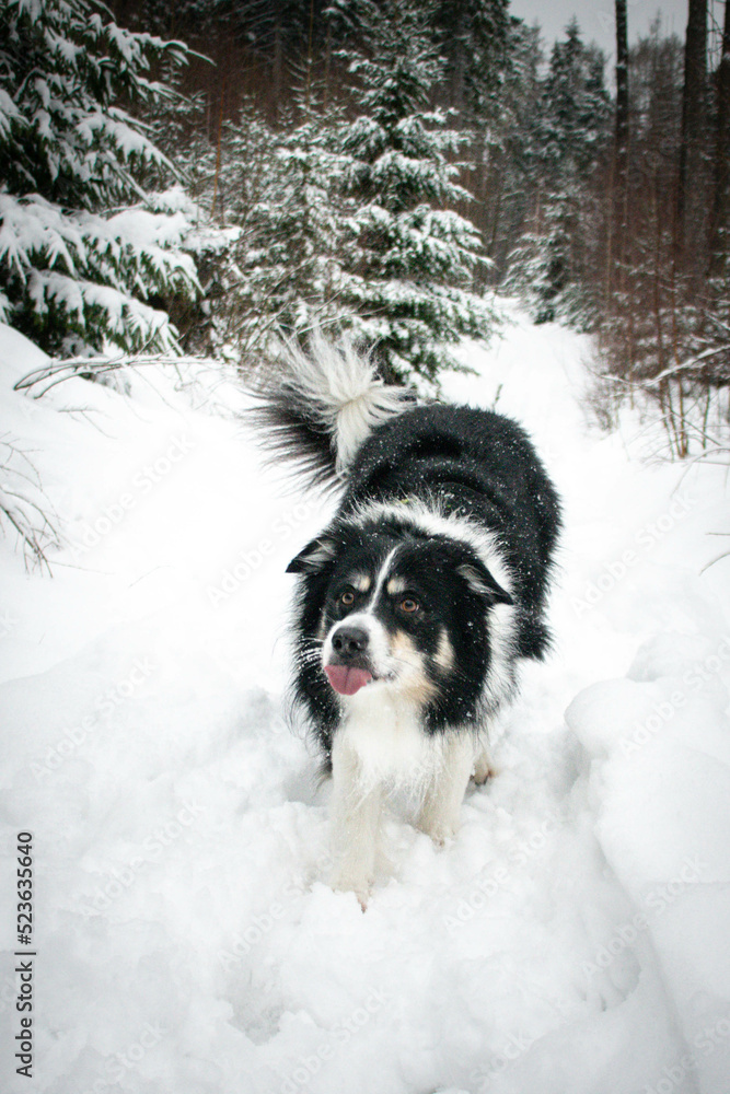 Tricolor border collie is standing in the snow. He is so fluffy dog.