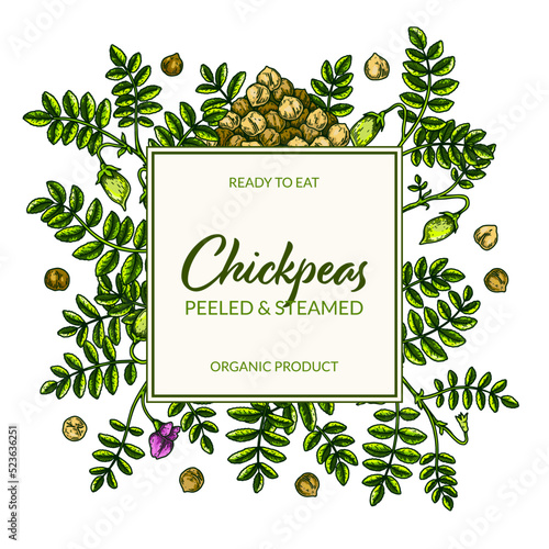 Colorful chickpeas frame. Hand drawn illustration in colored sketch style. Botany design for packaging, label, banner, logo