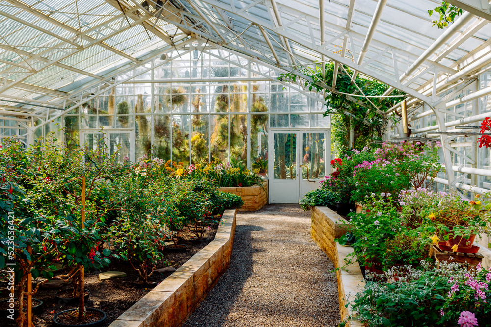 Fototapeta premium Peaceful and calming interior of blooming greenhouse