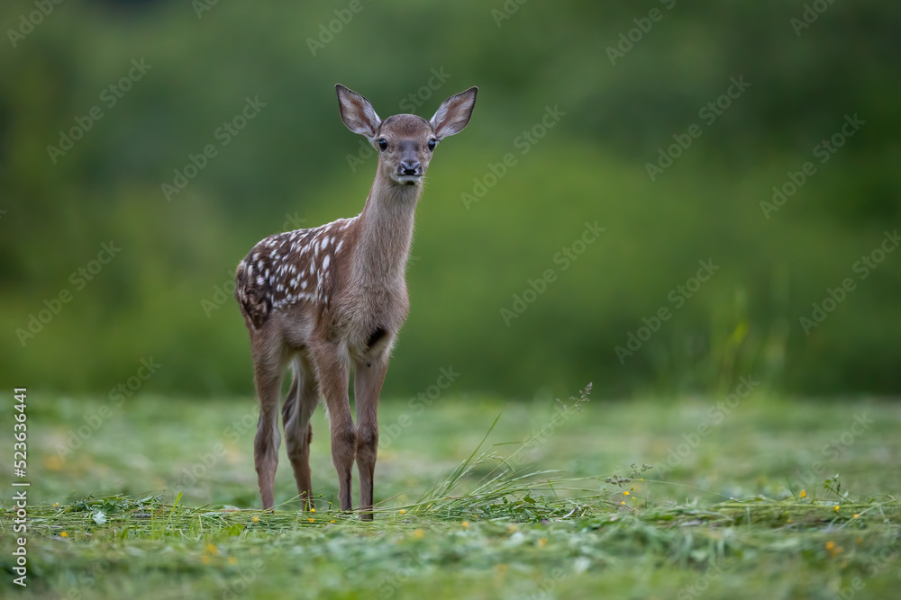 Baby red deer, cervus elaphus, looking to the camera on pasture in summer. Young spotted mammal standing on green field. Juvenile wild calf watching on grassland.