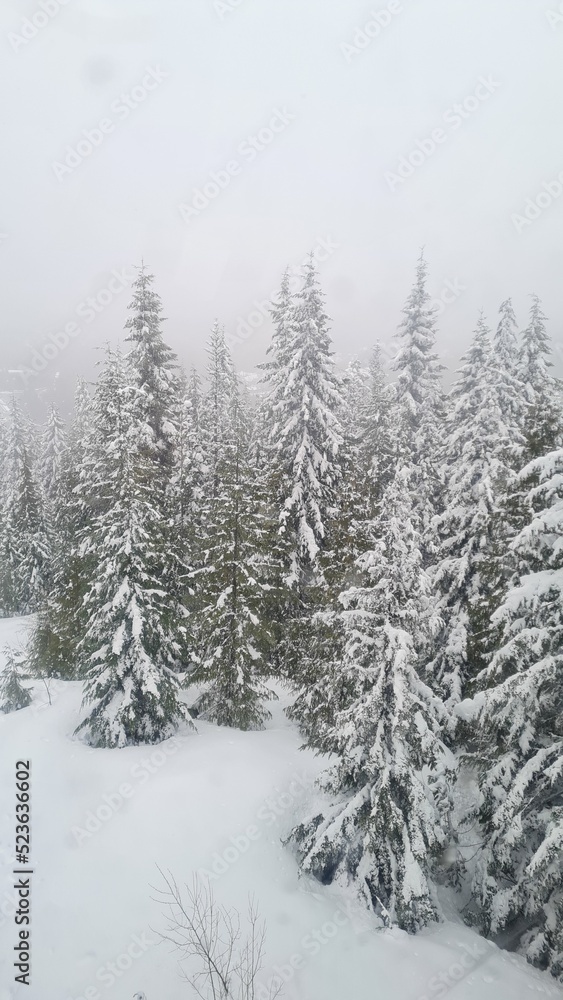 snow covered trees snow covered trees