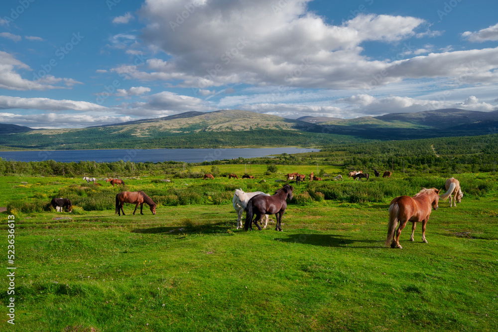 Horses grazing in the pasture, Litlefjellet village, Central Norway Horses grazing in the pasture, Litlefjellet village, Central Norway