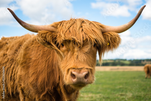 Canvas-taulu scottish highland cow