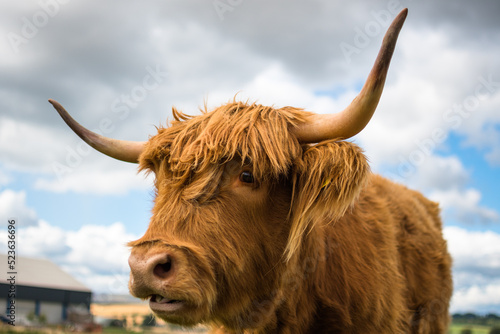 scottish highland cow