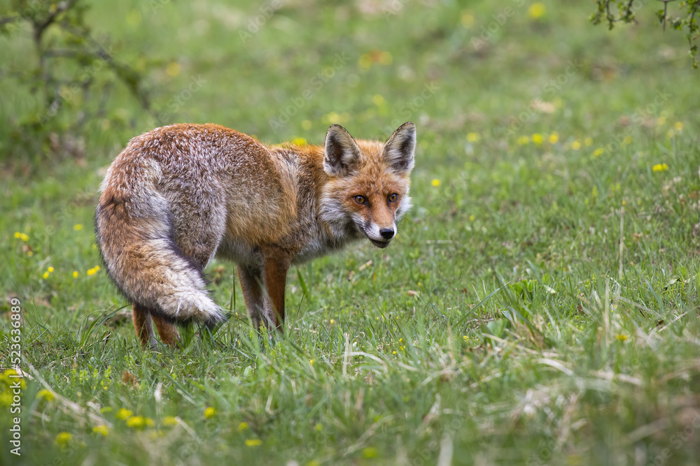Red fox, vulpes vulpes, turning on meadow with dandelions in autumn. Orange mammal observing on green grass in fall. Fluffy predator looking around on pasture.