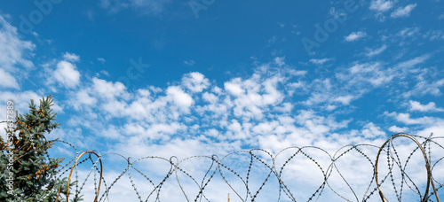 View from below through a barbed-cutting spiral barrier to the sky with clouds and a green Christmas tree. Spiral security barrier. barbed wire