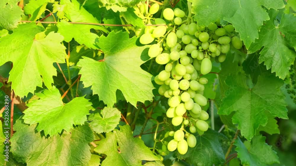 Unripe bunch of grapes. Green young sprout of grapes slowly sways in the wind on blue sky background. Ripening small branch of grapes, young inflorescence. Newly formed bunches of baby grapes Unripe bunch of grapes. Green young sprout of grapes slowly sways in the wind on blue sky background. Ripening small branch of grapes, young inflorescence. Newly formed bunches of baby grapes