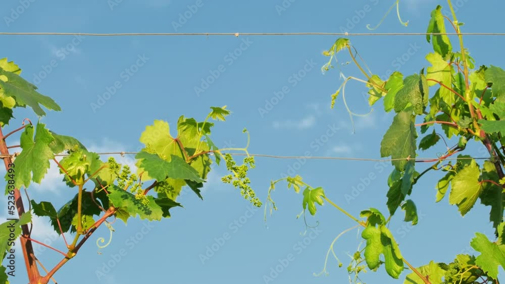 Unripe bunch of grapes. Green young sprout of grapes slowly sways in the wind on blue sky background. Ripening small branch of grapes, young inflorescence. Newly formed bunches of baby grapes Unripe bunch of grapes. Green young sprout of grapes slowly sways in the wind on blue sky background. Ripening small branch of grapes, young inflorescence. Newly formed bunches of baby grapes