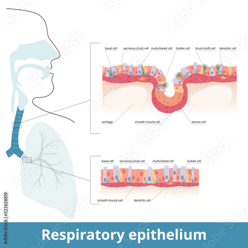 Respiratory epithelium. Human respiratory tract tissue with specific cells: ciliated, goblet, brush and basal cells. Smooth muscle cells innervated by dendritic cells and cartilage. Lungs histology.