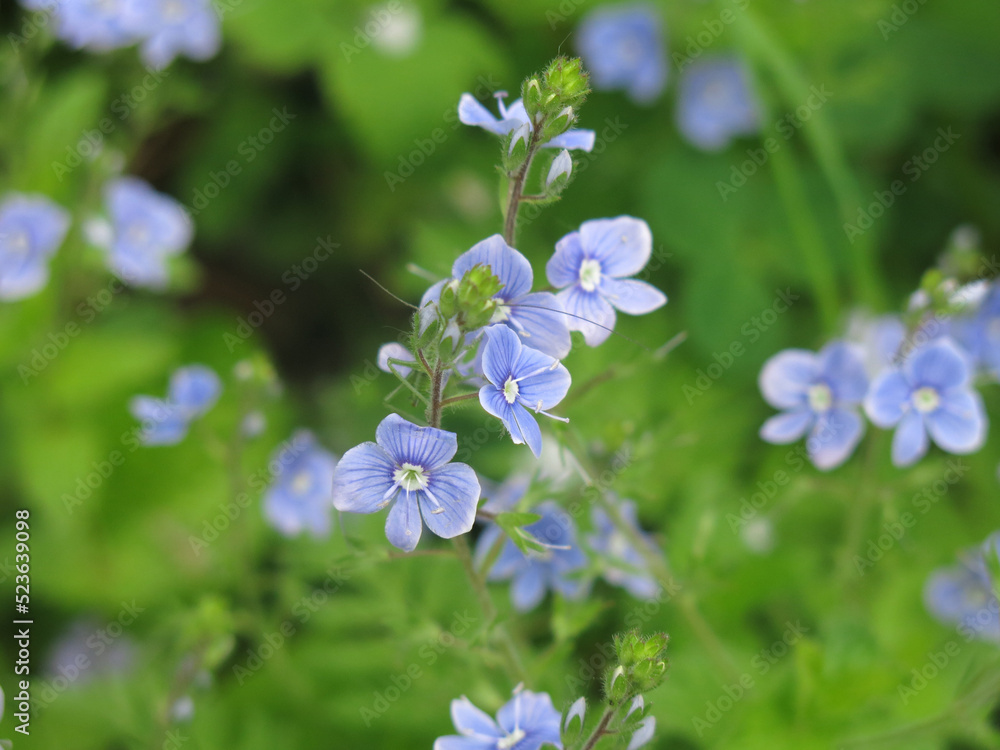veronica chamaedrys - blue blossoms spring veronica chamaedrys - blue blossoms spring
