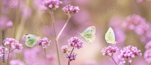 butterflies on flowers close up in the garden © Vera Kuttelvaserova