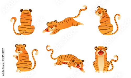 Striped Tiger Character with Orange Shaggy Fur Sitting, Jumping and Roaring Vector Set
