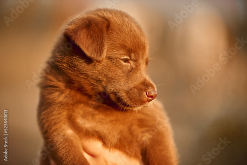 golden retriever puppy