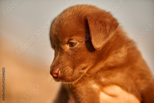 portrait of a red dog