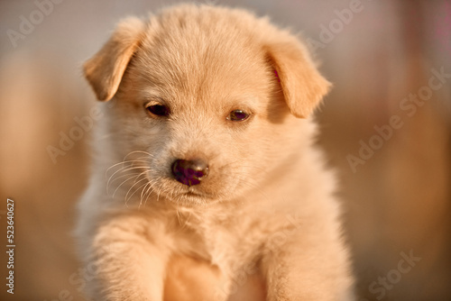 golden retriever puppy