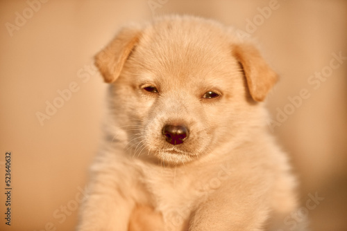 golden retriever puppy