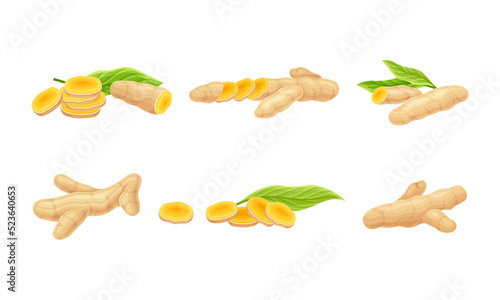 Turmeric or Curcuma Longa Rhizomes Cut Into Slices Vector Set