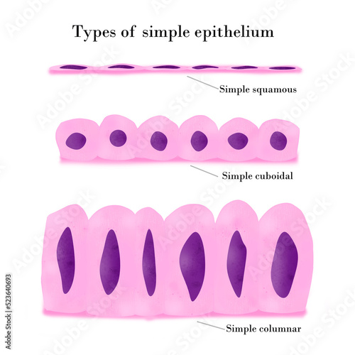 Types of simple epithelium photo