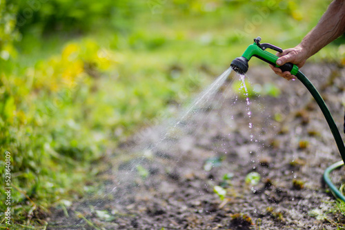 Farmer's hand with garden hose and gun nozzle watering vegetable plants in summer. Gardening concept. Agriculture plants growing in bed row