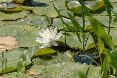 White Water Lily Growing On A Pond photo