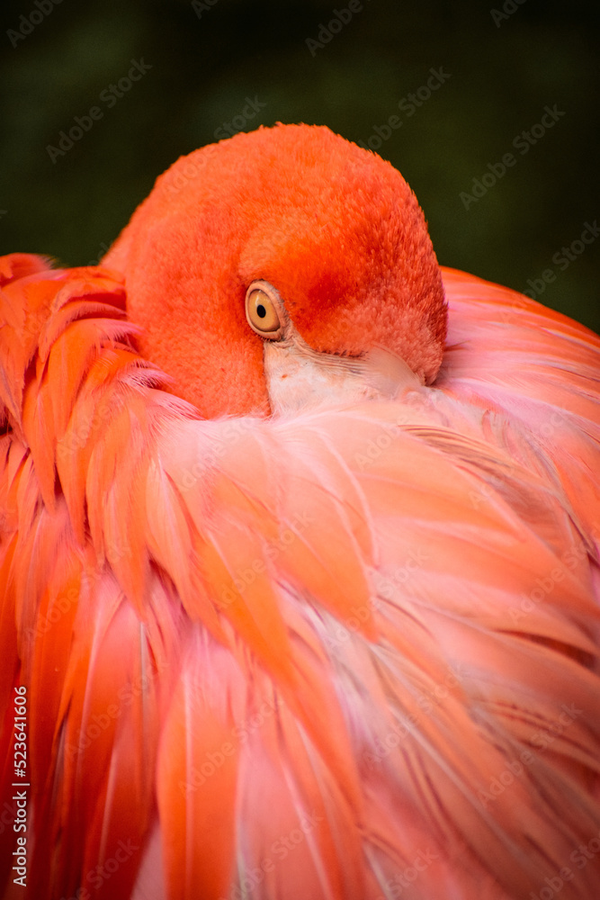 Obraz premium A sleeping flamingo