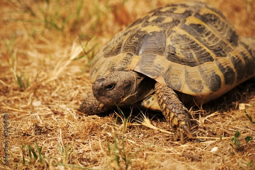 Una tartaruga di terra nel suo habitat naturale