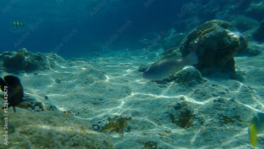 Stoplight parrotfish (Sparisoma viride) undersea, Caribbean Sea, Cuba, Playa Cueva de los peces
