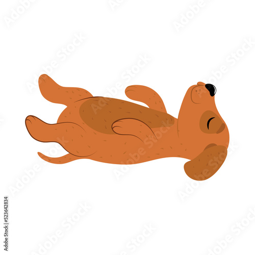 cute dog lying floor