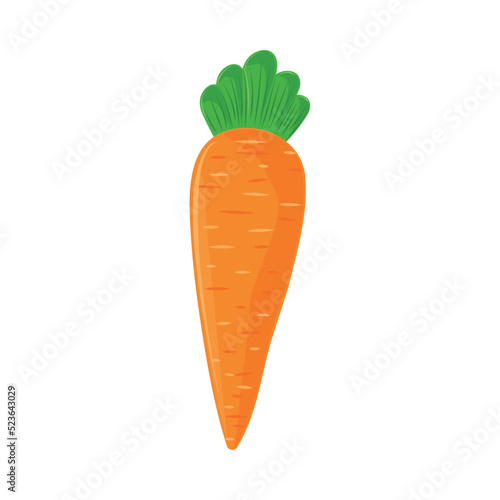 fresh carrot vegetable