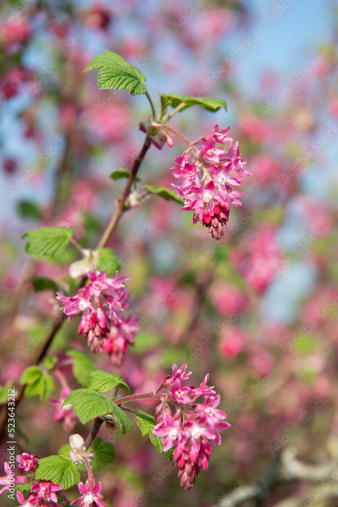 Red flowering currant (ribes sanguineum) flowers in bloom Red flowering currant (ribes sanguineum) flowers in bloom