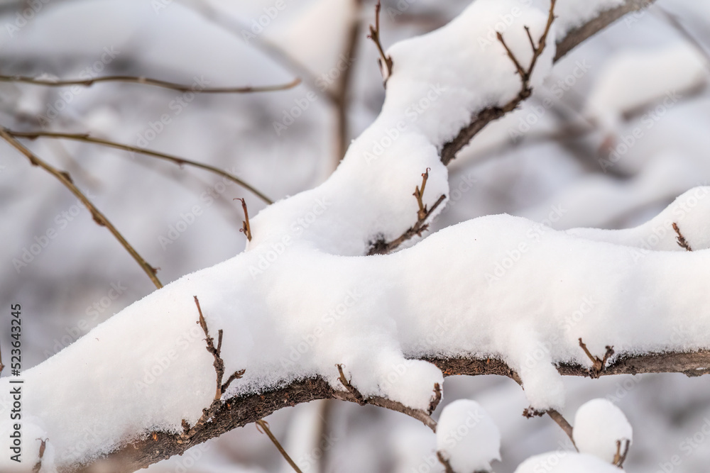 Tree branches in winter covered with snow and frost in snowfall. Frozen tree branches.