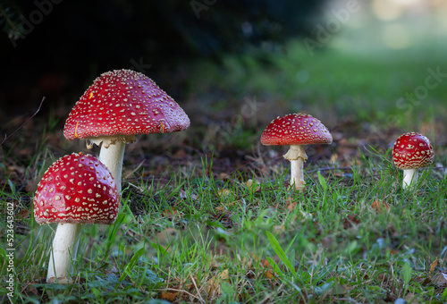 Amanita photo