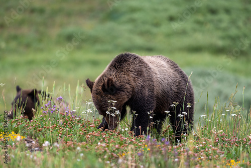 Young grizzly bears amongst wildflowers
