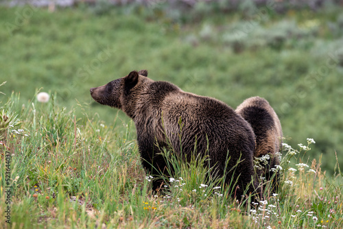 Young grizzly bears amongst wildflowers