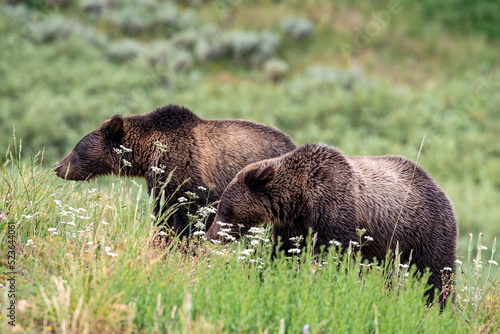 Young grizzly bears amongst wildflowers