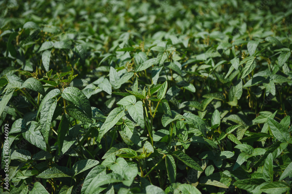 Soy pods at sunset, close up. Agricultural soy plantation and sunshine. Soy bean plant in sunny field . Green growing soybeans against sunlight Soy pods at sunset, close up. Agricultural soy plantation and sunshine. Soy bean plant in sunny field . Green growing soybeans against sunlight