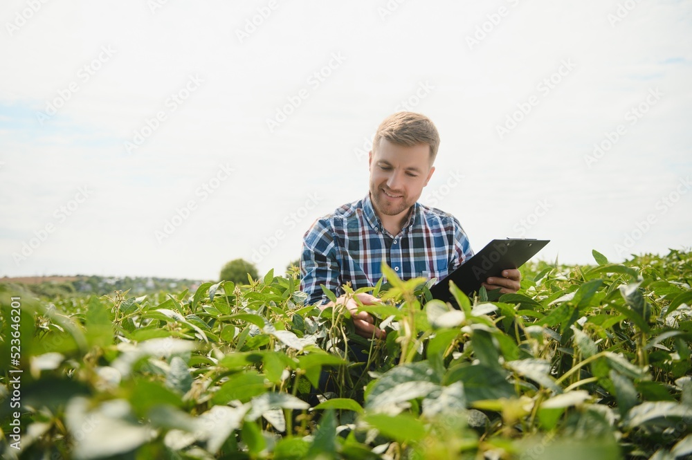 Agronomist inspecting soya bean crops growing in the farm field. Agriculture production concept. young agronomist examines soybean crop on field in summer. Farmer on soybean field. Agronomist inspecting soya bean crops growing in the farm field. Agriculture production concept. young agronomist examines soybean crop on field in summer. Farmer on soybean field.